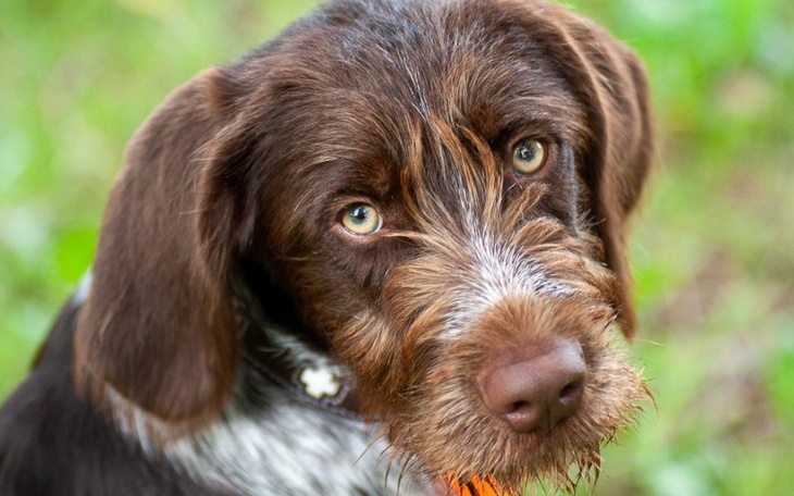 Pies z brązowym futrem, patrzący z ciekawością w obiektyw.