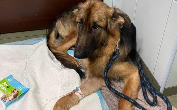 Zbiórka Parwo zabija Wenę.Nie damy się - zdjęcie główne