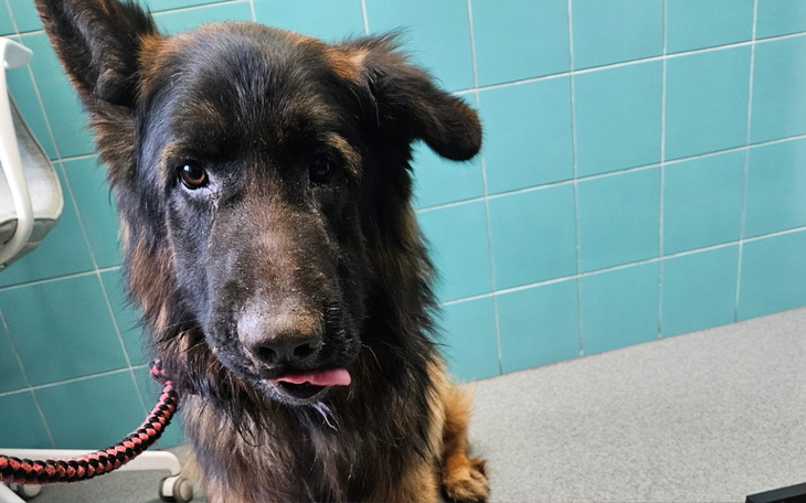 Pies w klinice weterynaryjnej, z wyrazem twarzy.