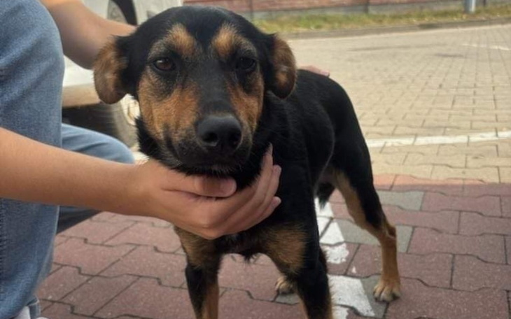 Zbiórka Grajewski chłopak prosi o grosik - zdjęcie główne