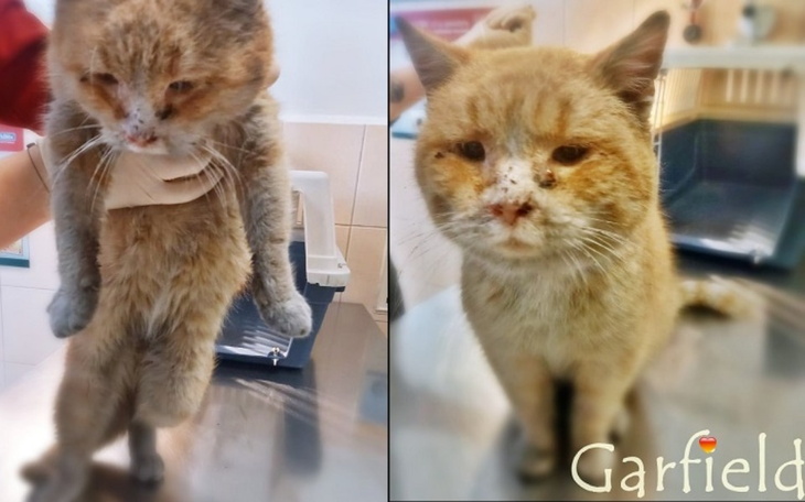 Zbiórka Leczenie biednego Garfielda - zdjęcie główne