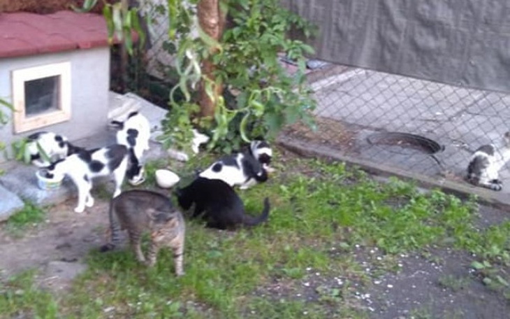 Zbiórka Kociaki z Al.Wolności - zdjęcie główne