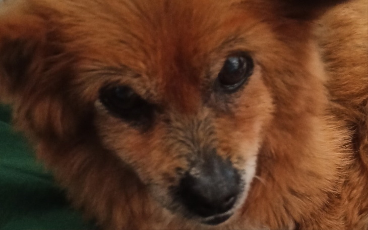 Zbiórka Stara, ślepa babcia Wandzia - zdjęcie główne