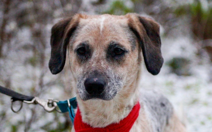 Pies z brązowym futrem, patrzy w obiektyw, w zimowej scenerii.