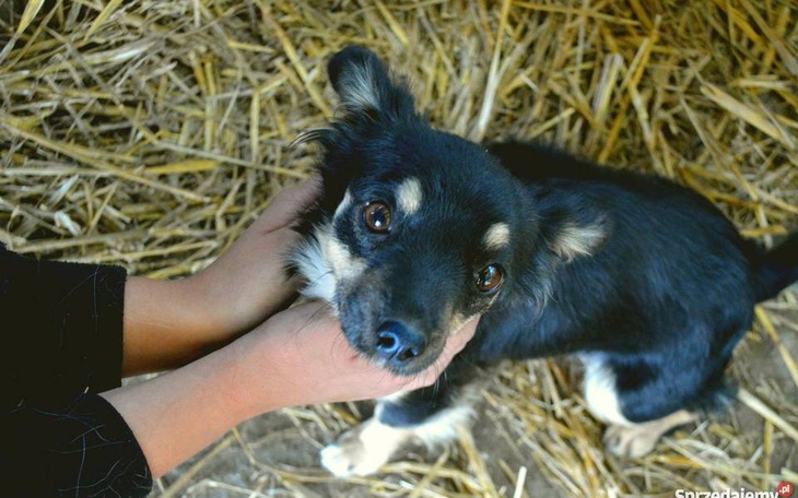 Zbiórka Help dla zwierząt - zdjęcie główne