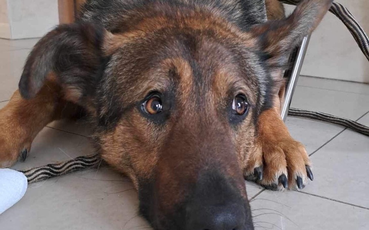 Pies leżący na podłodze, z wyrazem smutku w oczach.