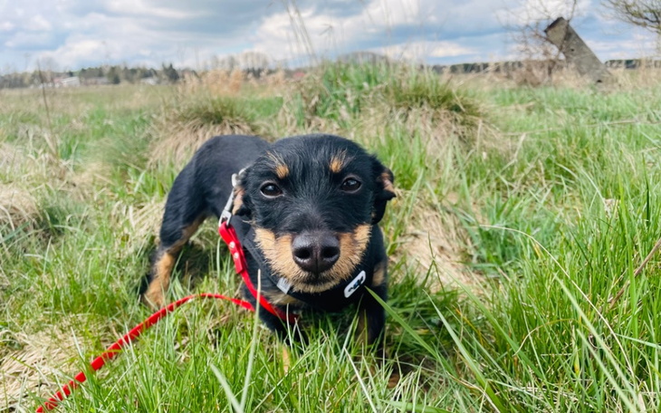 Zbiórka Lima -na sterylkę i badania - zdjęcie główne