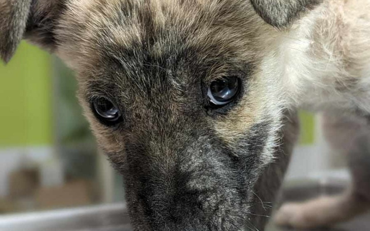 Zbiórka Czy to czas umierać - zdjęcie główne