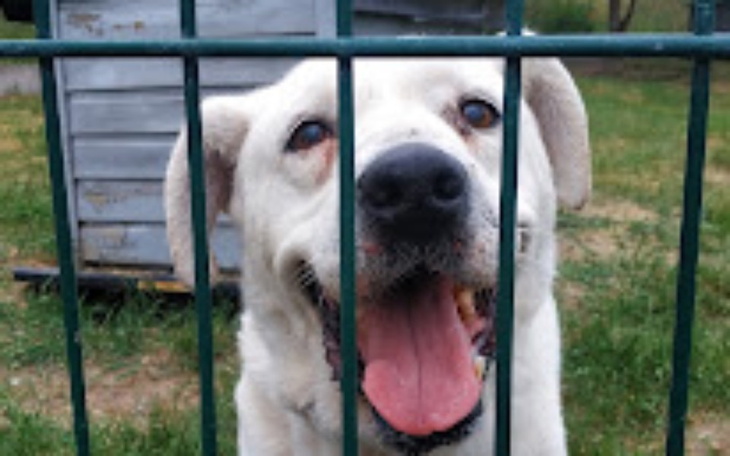 Zbiórka Karma dla zwierzakow schronisko - zdjęcie główne