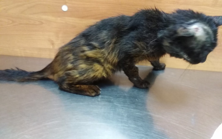 Zbiórka Zbieram na lekarza hotelik itd - zdjęcie główne