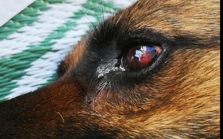 Zbiórka Wrzód rogówki u Hakera - zdjęcie główne