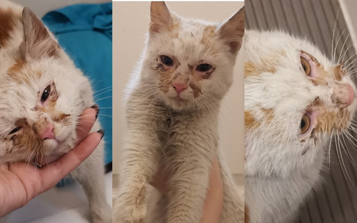 Kot z ranami na twarzy, trzymany przez osobę.