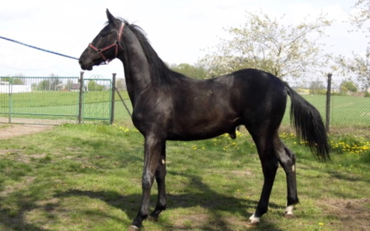 Zbiórka Ratunek dla chorego źrebaka - zdjęcie główne