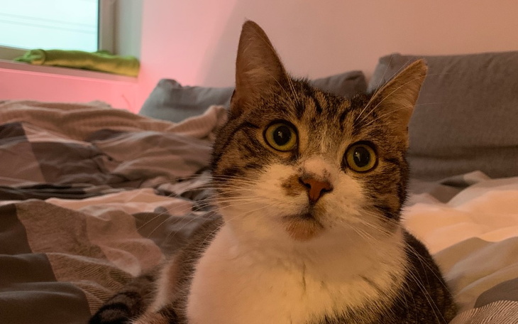 Zbiórka Pomóżmy Figo uwolnić się od bólu - zdjęcie główne