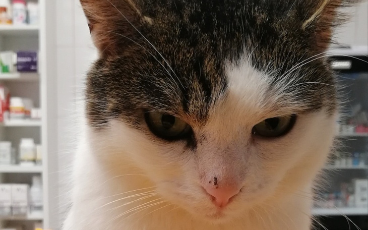 Zbiórka Ocal Rysia - ostatnia szansa - zdjęcie główne