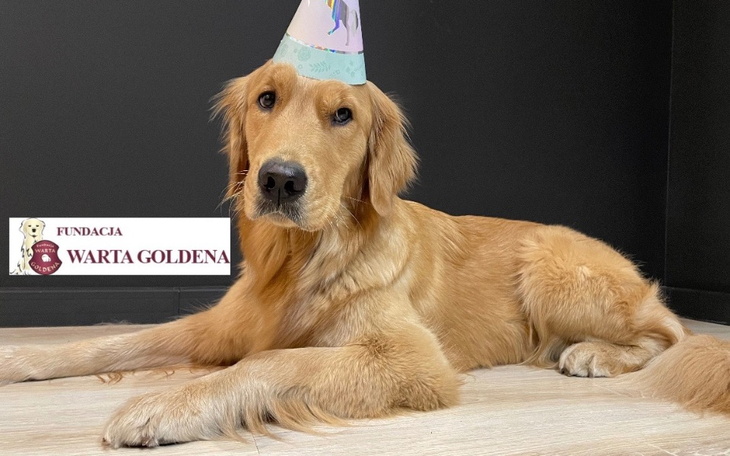 Pies w kapeluszu urodzinowym, leży na podłodze.