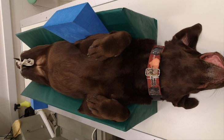 Zbiórka Lepsze jutro dla Riki. - zdjęcie główne