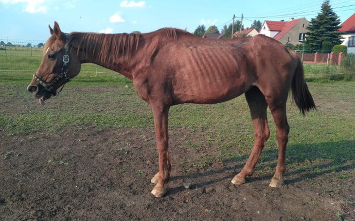 Zbiórka Leczenie Salvy - zdjęcie główne
