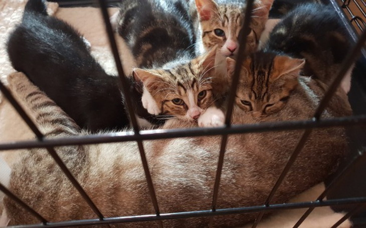 Zbiórka Klatki łapki i kenele. - zdjęcie główne