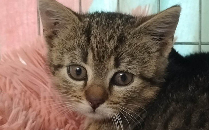 Zbiórka Na utrzymanie tymczasów - zdjęcie główne