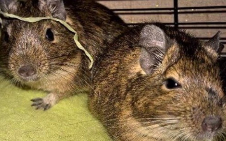 Dwie degu w klatce, z ciekawym wyrazem twarzy.