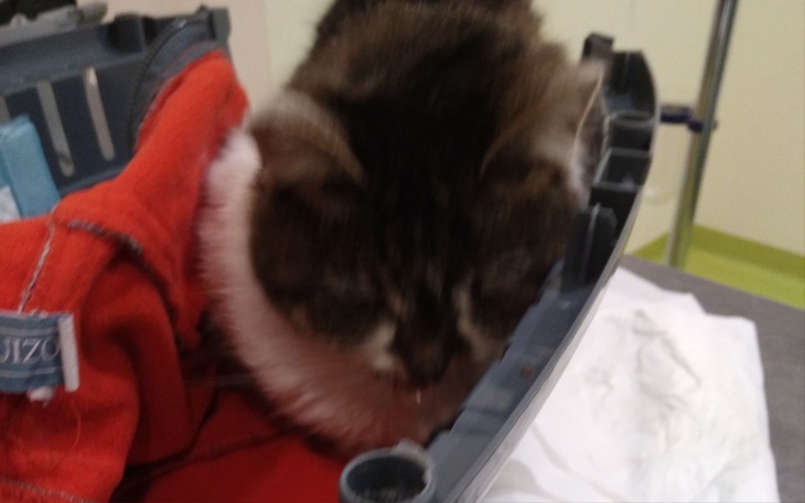 Zbiórka Lenka ma chore nerki - zdjęcie główne