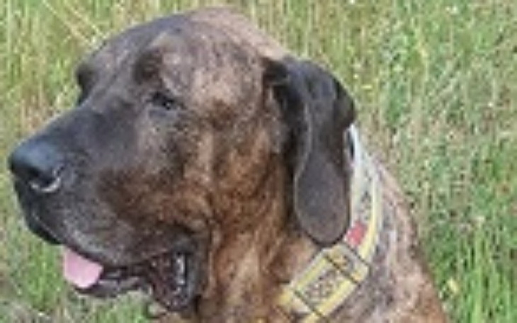 Zbiórka " Laluś" Fila Brasileiro - zdjęcie główne