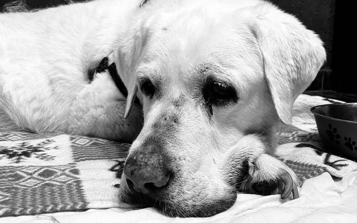 Zbiórka Kremacja Babci Buby - zdjęcie główne