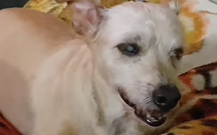 Zbiórka Leczenie mojego pieska Leosia - zdjęcie główne