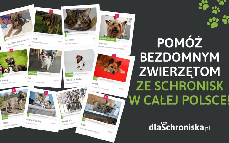 Zrzut ekranu z ogłoszeniem o pomocy dla bezdomnych zwierząt.
