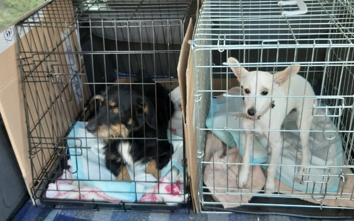 Zbiórka POMOC potrzebującym PSOM - zdjęcie główne