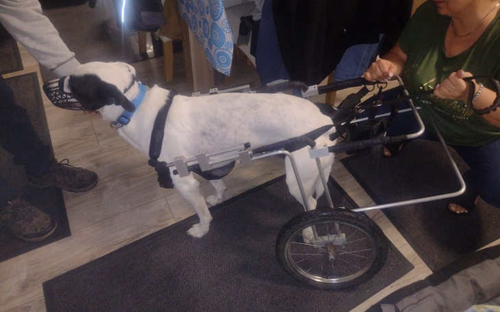 Zbiórka Na nowe nogi dla psiaka - zdjęcie główne