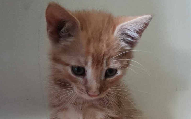 Zbiórka leczenie edzia - zdjęcie główne