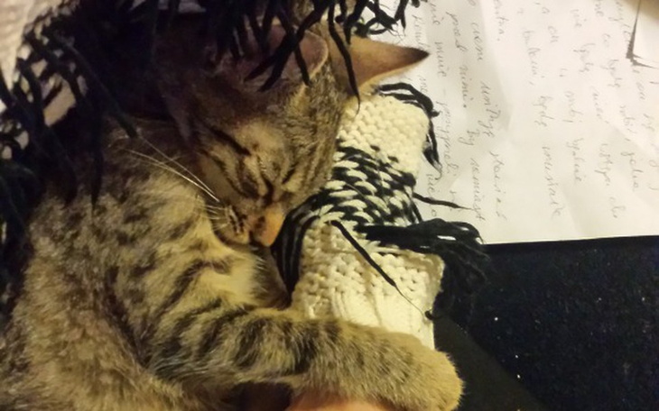 Zbiórka Yoko walczy o życie - zdjęcie główne