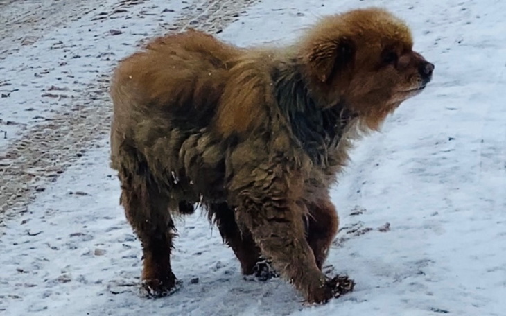 Zbiórka Uratujmy maleńkiego staruszka - zdjęcie główne