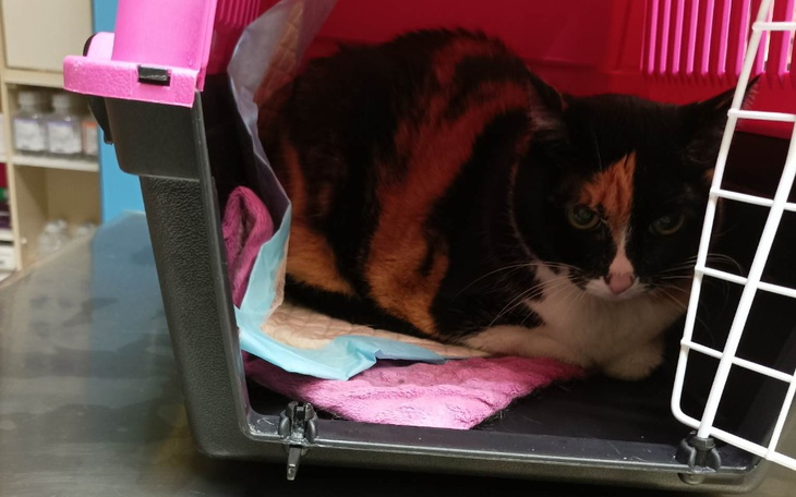 Zbiórka Dla Pani Helenki i kotki Mony - zdjęcie główne