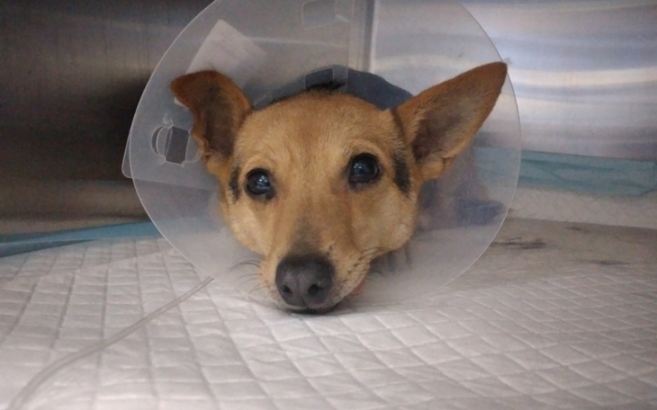 Pies w kołnierzu ochronnym w szpitalu weterynaryjnym.