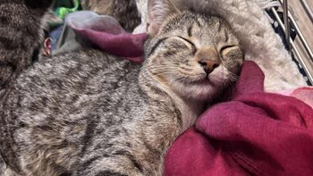 Zbiórka Wstrzymujemy pomaganie. - miniaturka zdjęcia