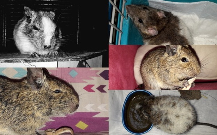 Zbiórka Koszatniczki i szczur u Kociary - zdjęcie główne