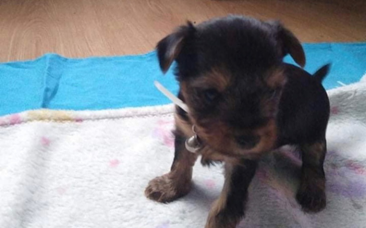 Zbiórka Zbieram na rzeczy dla pieska - zdjęcie główne