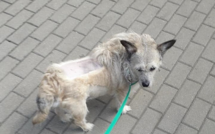 Zbiórka Walka o zdrowie Orika - zdjęcie główne