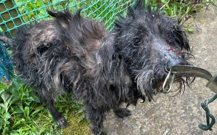 Zbiórka Ratowanie zagłodzonych psów . - zdjęcie główne