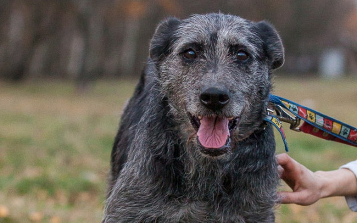 Szczęśliwy pies na spacerze w parku.