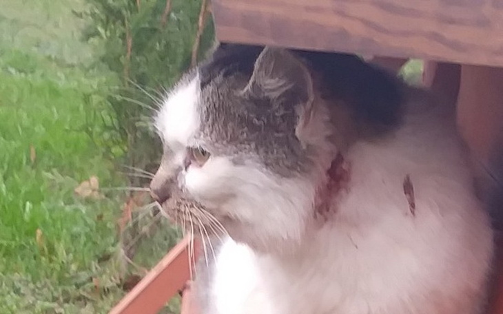 Zbiórka Bezdomny Kocur prosi o pomoc - zdjęcie główne