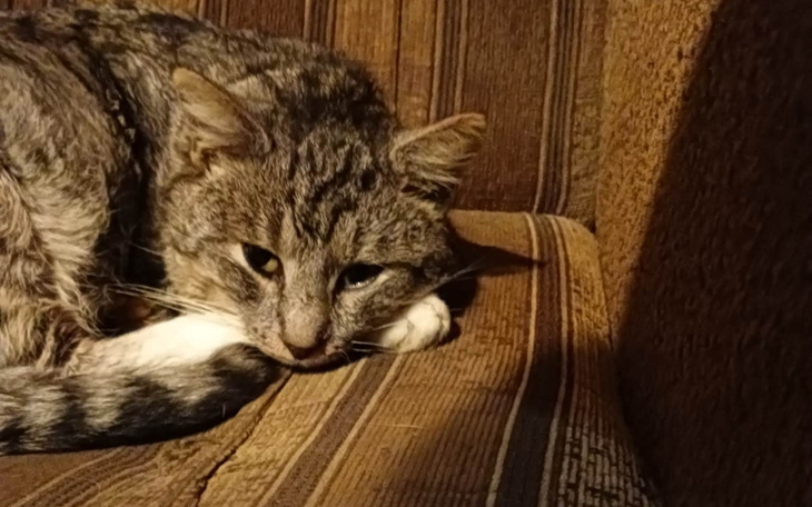 Zbiórka Kubuś kontra śmiertelna choroba - zdjęcie główne