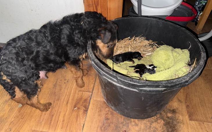 Pies w pobliżu kosza z nowonarodzonymi szczeniętami.