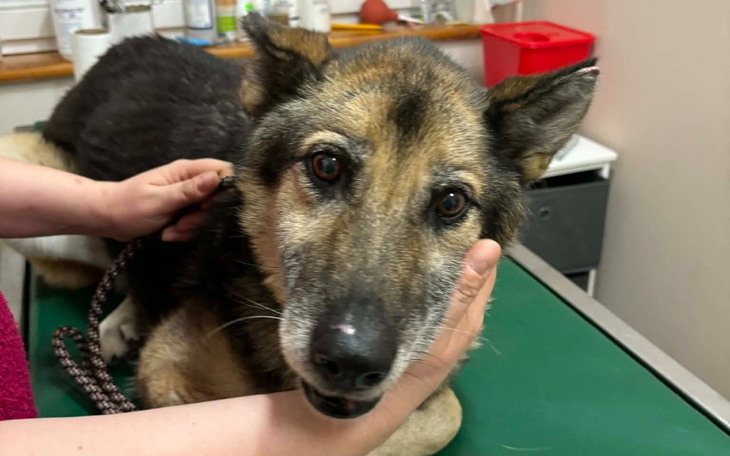 Pies w gabinecie weterynaryjnym, wygląda na zmartwionego.