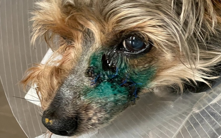 Zbiórka Ukochany psiak woła o POMOC - zdjęcie główne