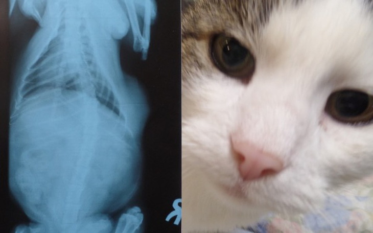 Zbiórka Pomóż uratować mu życie - guz - zdjęcie główne