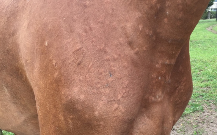 Zbiórka Leczenie konia z chorobą skórną - zdjęcie główne